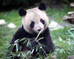 ZooParc de Beauval